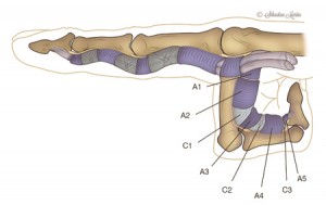 Anatomie du doigt à ressault sous forme de schéma indicatif.